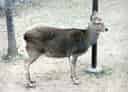 二ホンジカの写真 12